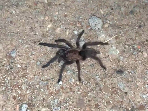 Exilis Bronze Tarantula