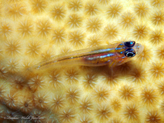 Peppermint Goby photo 4