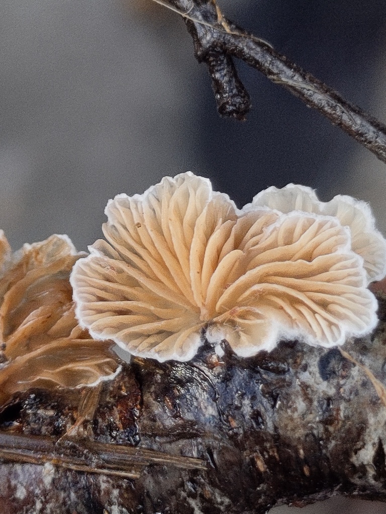 Crepidotus · November 2025 · photo: © nenp_stbartsnewbury (iNaturalist, cc0)