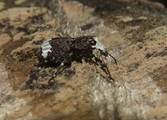 Eurymycter fasciatus