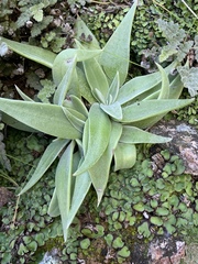 Dudleya saxosa collomiae