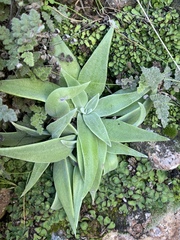 Dudleya saxosa collomiae