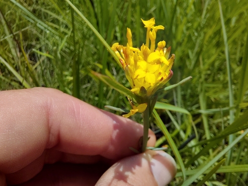 Gnidia chrysantha