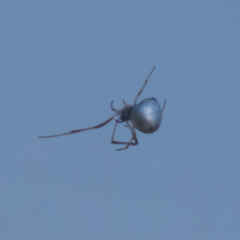 Argyrodes argentatus