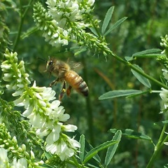Apis mellifera
