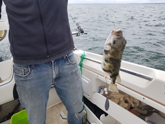 Contusus brevicaudus