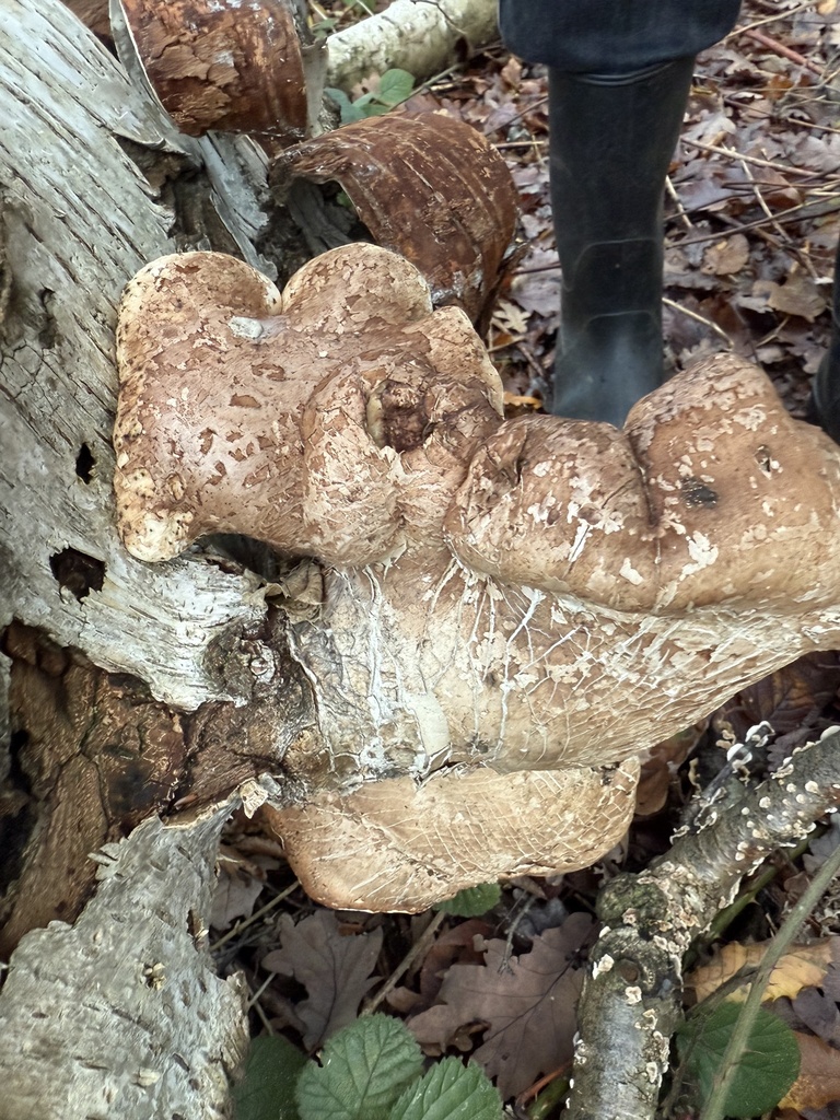 Fomitopsis betulina · November 2025 · photo: © cjoynson (iNaturalist, cc0)
