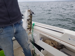 Contusus brevicaudus