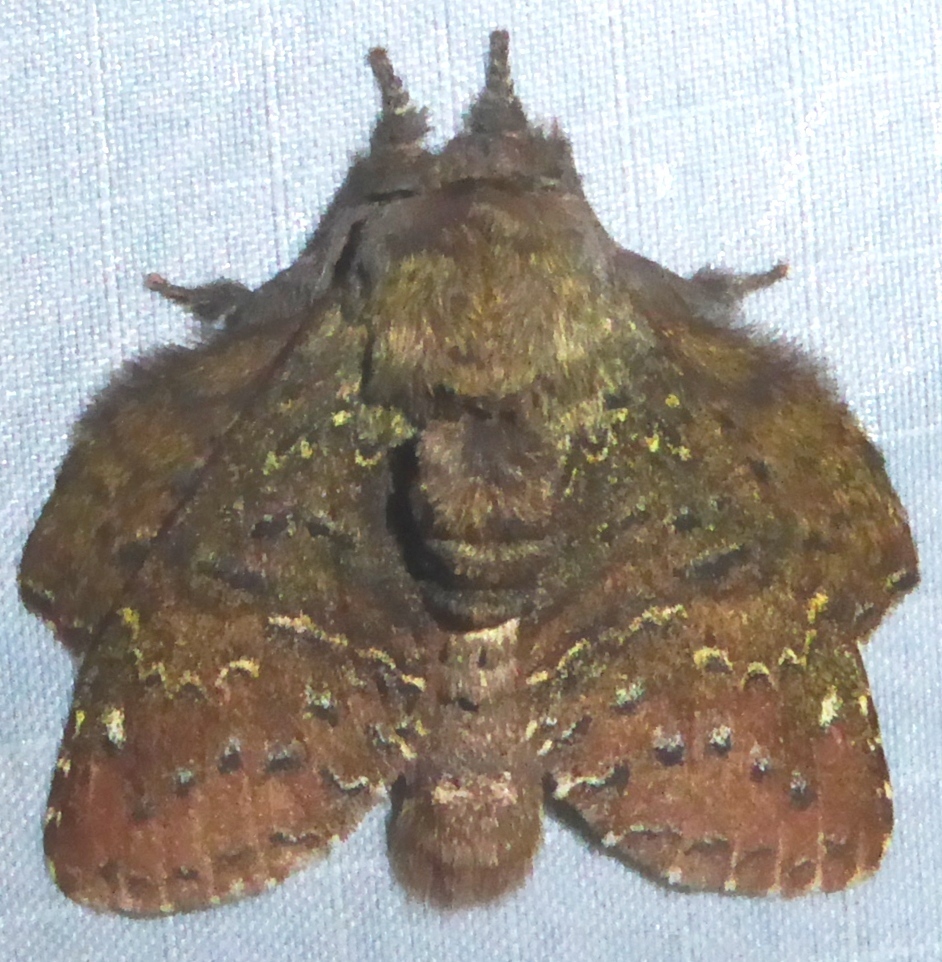 Stauropus major