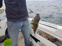 Contusus brevicaudus