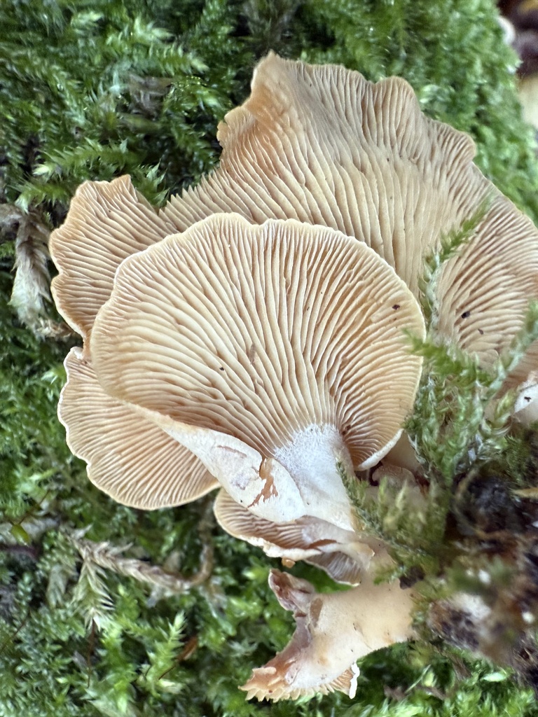 Panellus stipticus · November 2025 · photo: © cjoynson (iNaturalist, cc0)