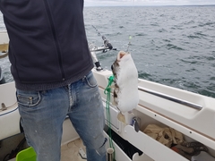 Contusus brevicaudus