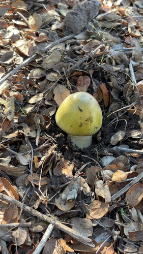 iNaturalist observation photo of Deathcap