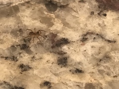 Lycosidae