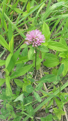 Trifolium pratense