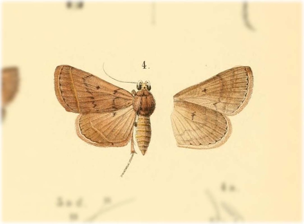 Nodaria fracturalis