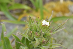 Dolichoglottis scorzoneroides