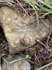 Xerarionta intercisa