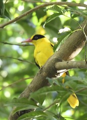Oriolus chinensis