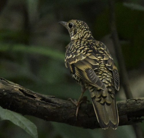White's Thrush, photo 5 of 8