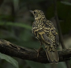 White's Thrush photo 4