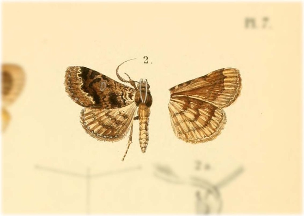 Adrapsa fenisecalis
