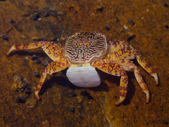 Grapsus albolineatus
