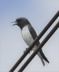 Artamus leucorynchus