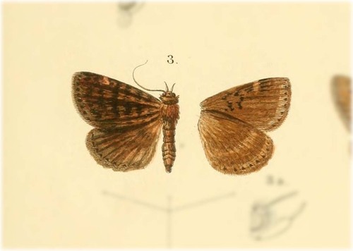 Pseudopsodos