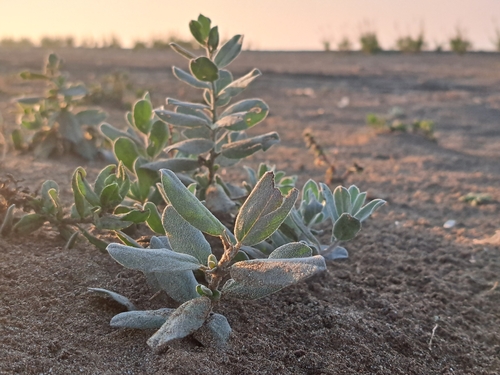 Convolvulus persicus