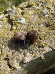 Xerarionta intercisa