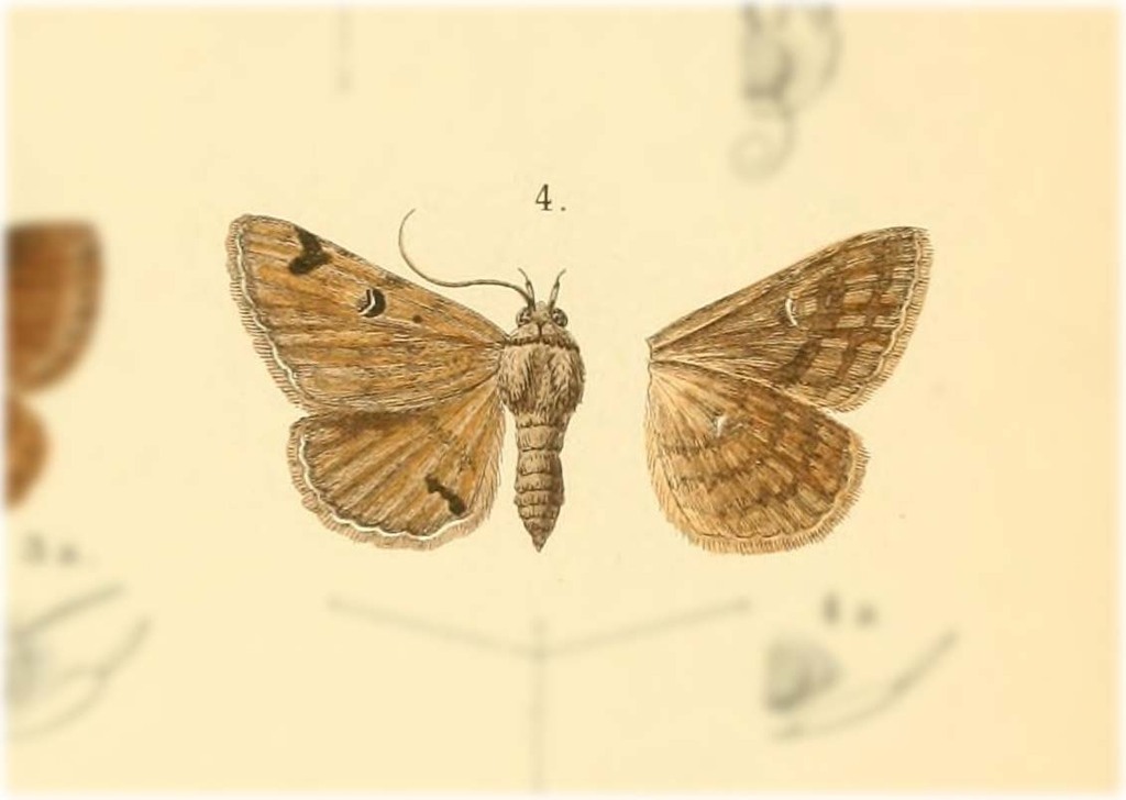 Heterogramma didyma