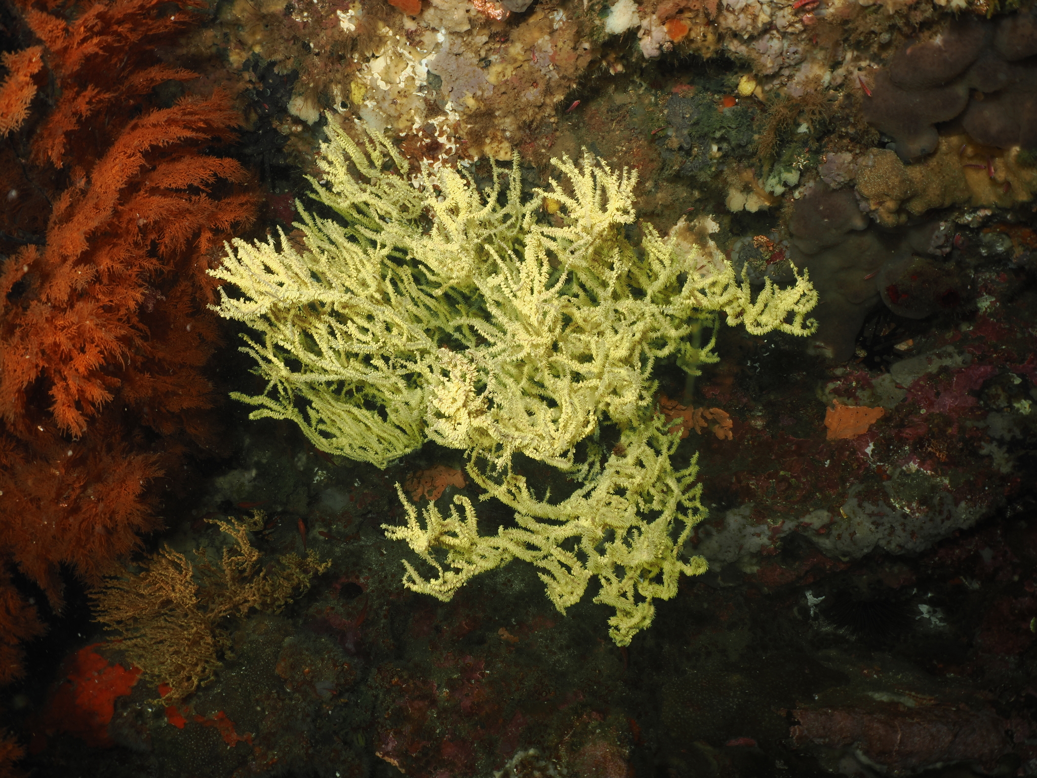 Antipathes galapagensis Deichmann, 1941