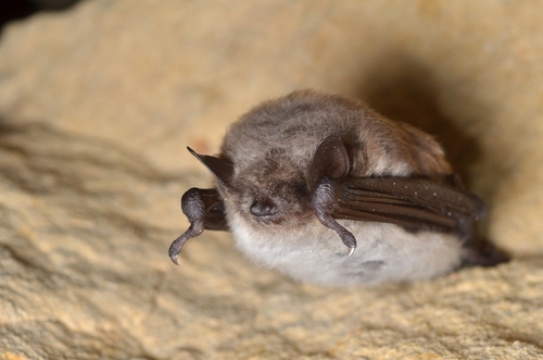 pond bat