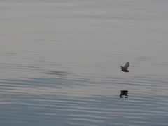 Pond Bat photo 5