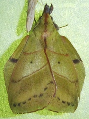 Radhica elisabethae
