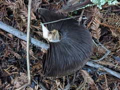 Agaricus buckmacadooi