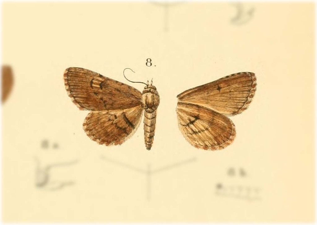 Heterogramma aeripalpis
