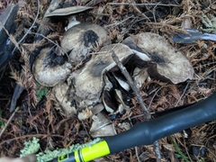Agaricus buckmacadooi