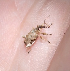 Stephanorhynchus curvipes