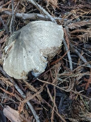 Agaricus buckmacadooi