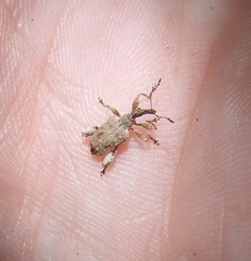 Stephanorhynchus curvipes