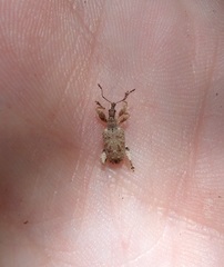 Stephanorhynchus curvipes