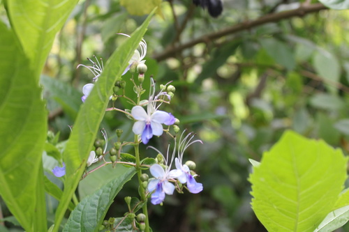Rotheca myricoides observed 2025-06-10