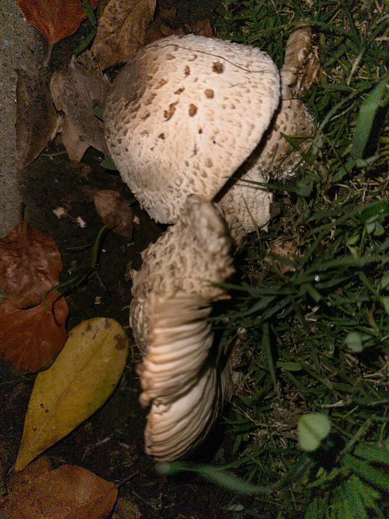 Chlorophyllum molybdites · November 2025 · photo: © kcelshoff (iNaturalist, cc-by)
