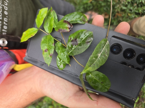 climbing dogbane (Thyrsanthella difformis)