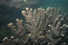 Pocillopora grandis