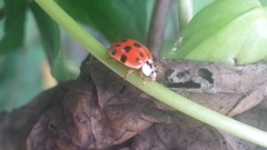 Harmonia axyridis