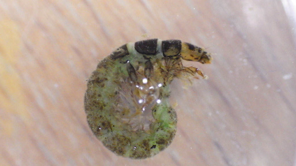 Hydropsyche bronta