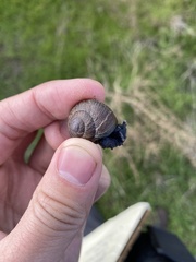 Xerarionta intercisa